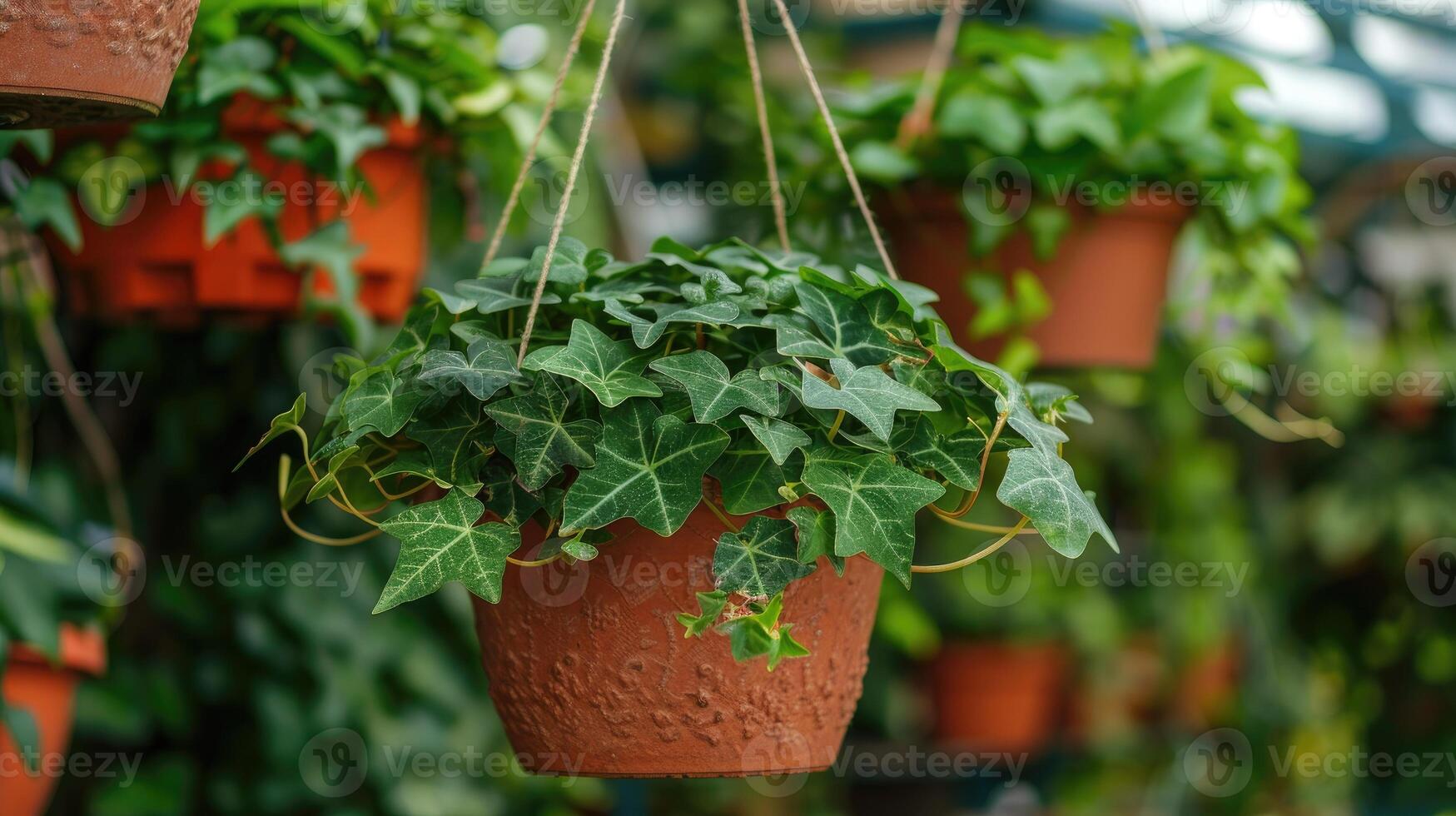 ai généré le concept de Accueil et jardin de souches lierre grandi dans une pendaison panier sur plante garderie, ornemental des lianes. photo