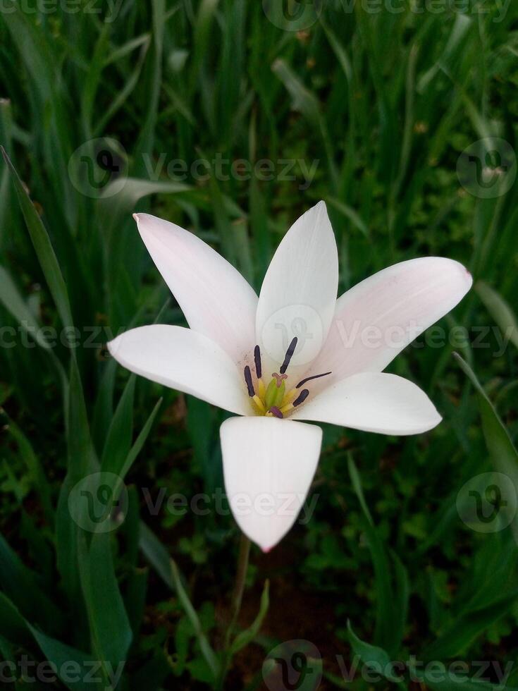 une blanc fleur avec une Jaune centre dans le milieu de vert herbe photo