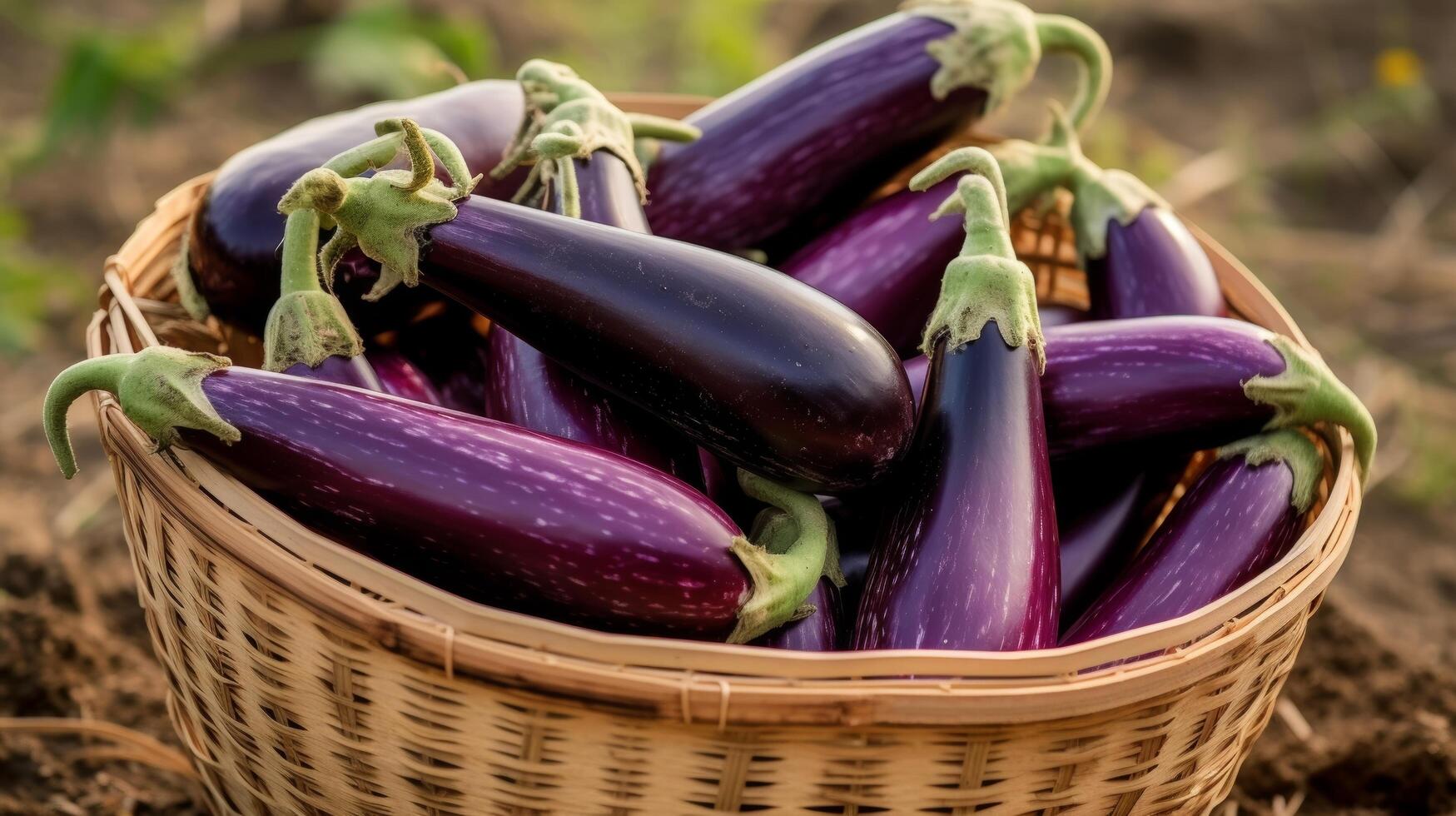 ai généré mûr et brillant aubergines dans une tissé panier photo