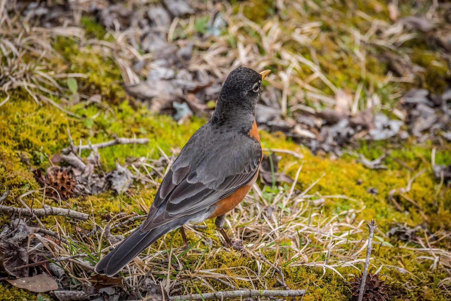 Robin poitrine rouge oiseau photo