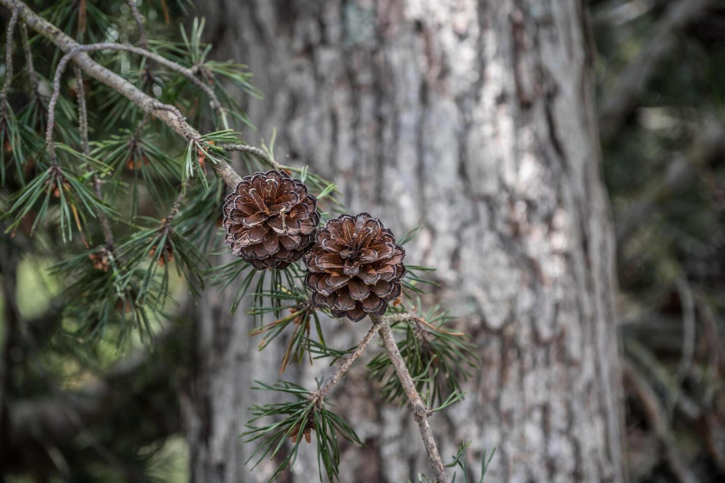 pommes de pin pendaison sur une branche photo