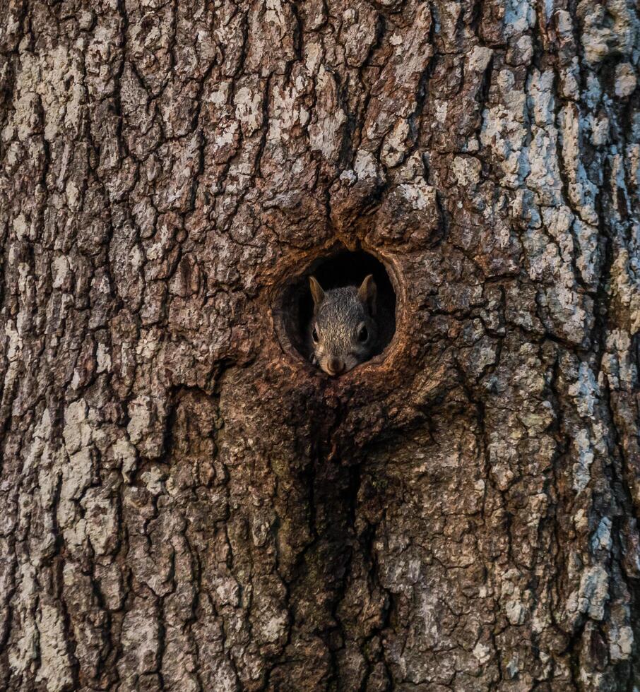 écureuil dans une arbre trou photo