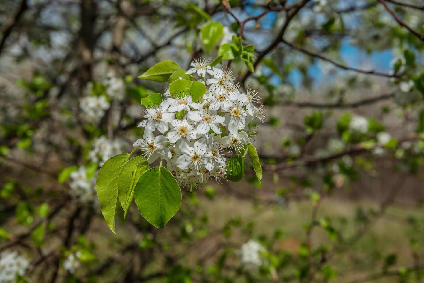 floraison arbre branche printemps photo