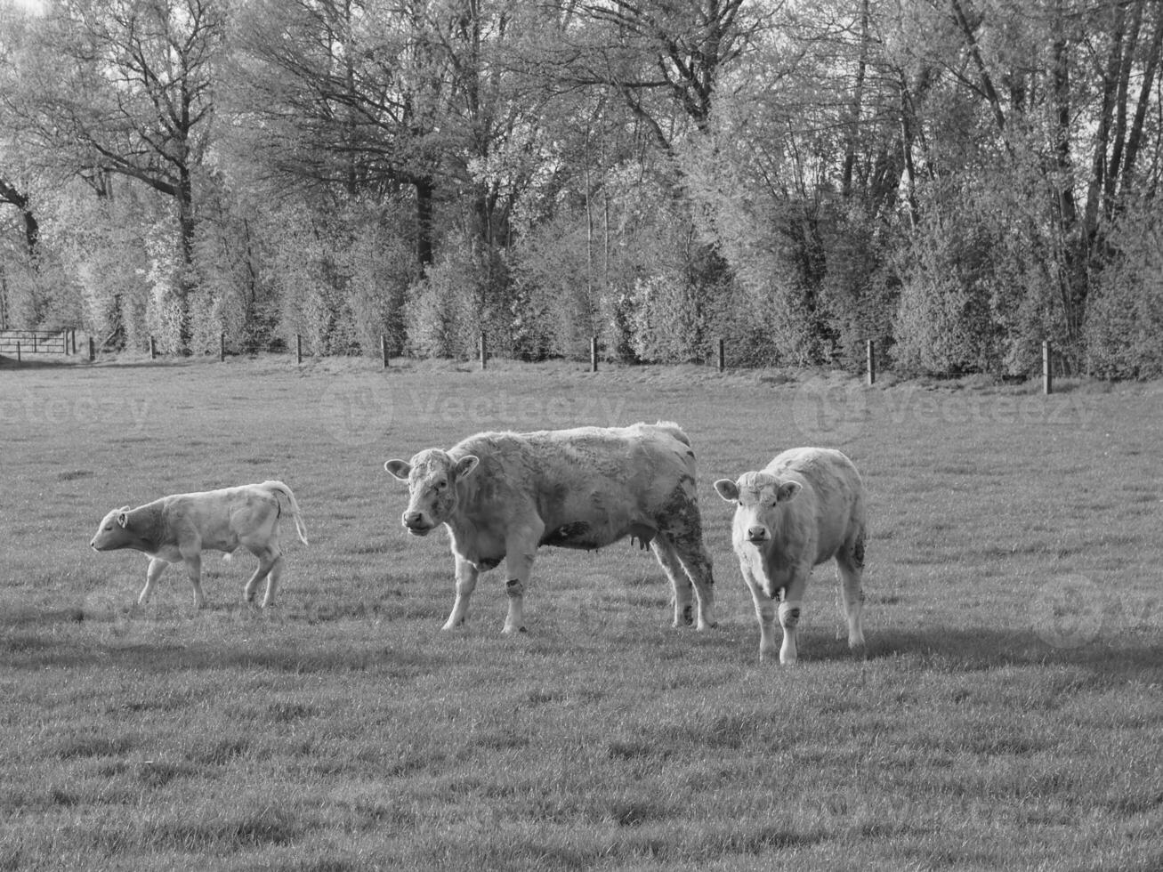 le muensterland allemand photo