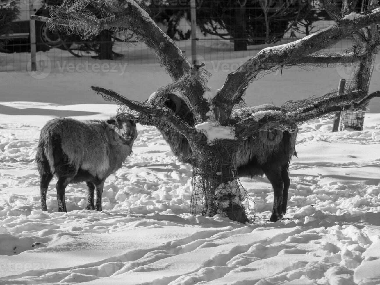 le muensterland allemand photo