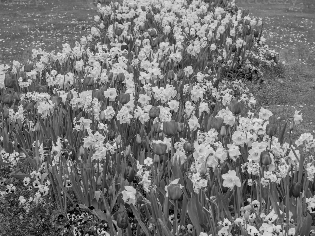 weseke dans westphalie photo