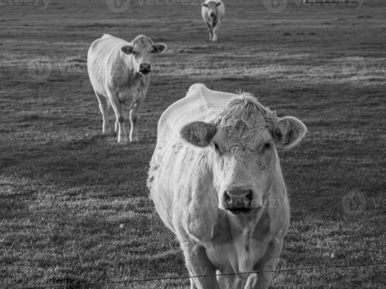 weseke dans westphalie photo