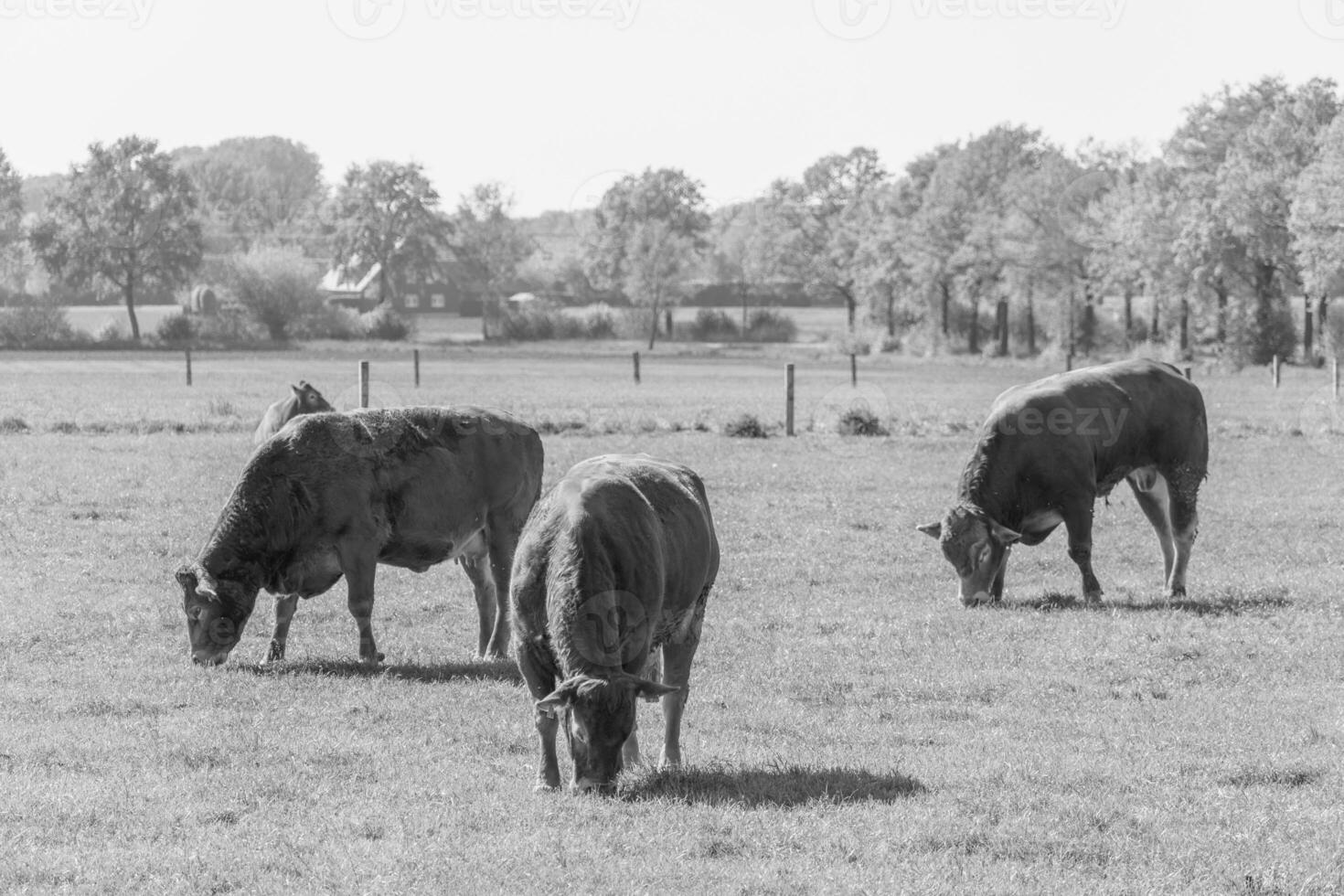 weseke dans westphalie photo