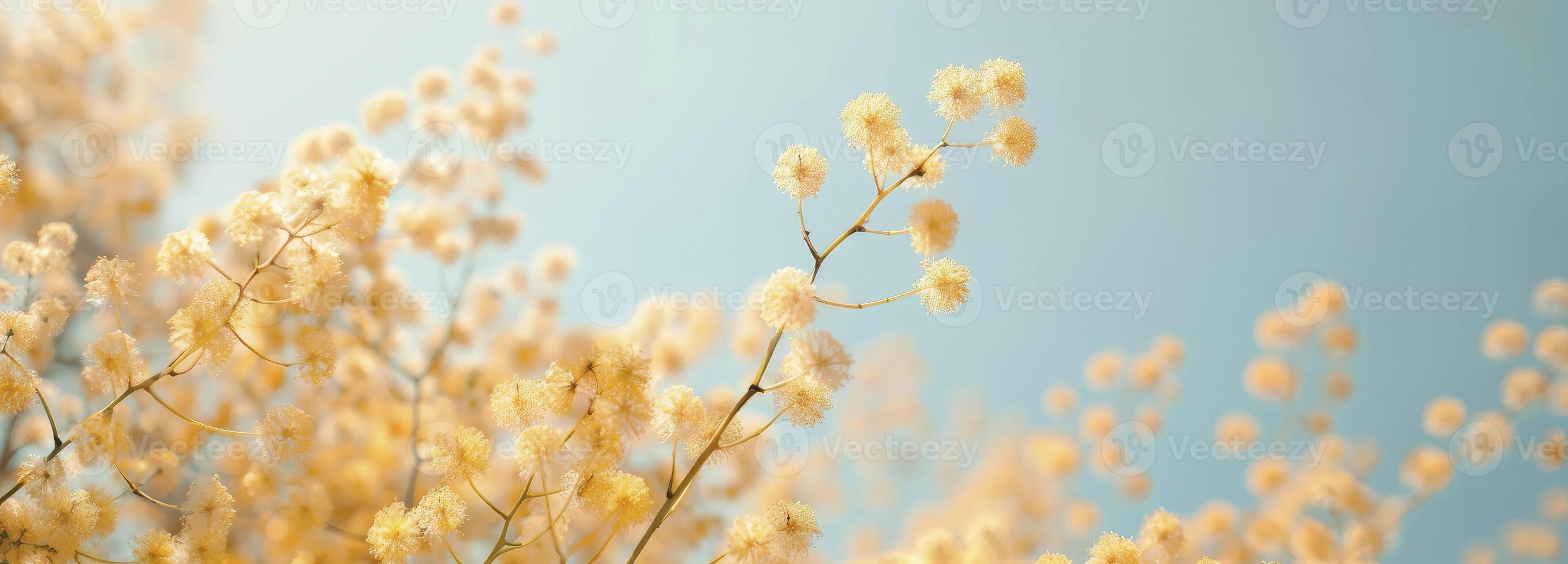 ai généré magnifique mimosa fleurs dans une Jaune Couleur contre une ciel bleu Contexte photo