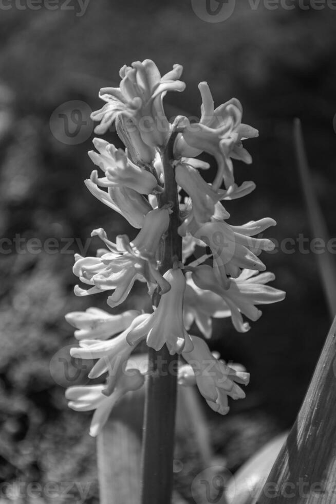 le printemps en westphalie photo