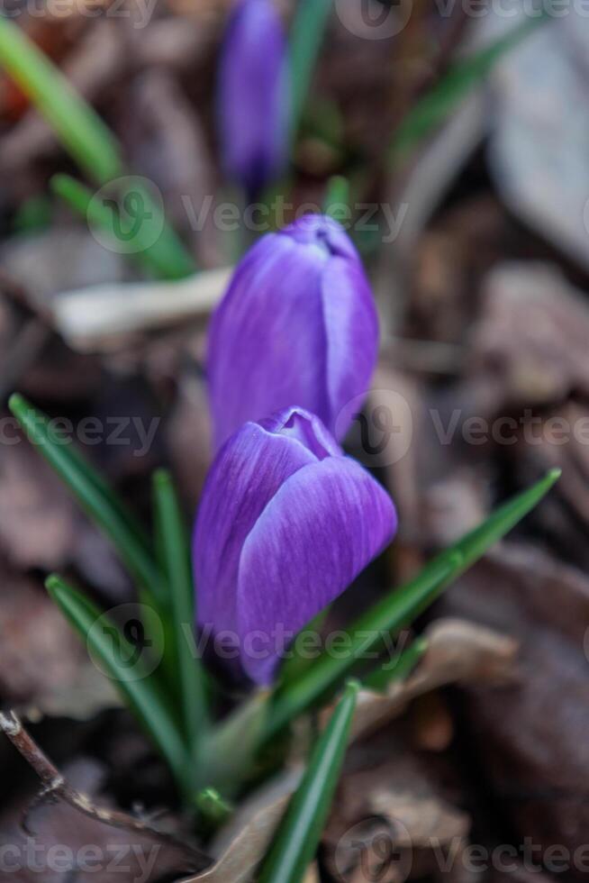 le printemps en westphalie photo