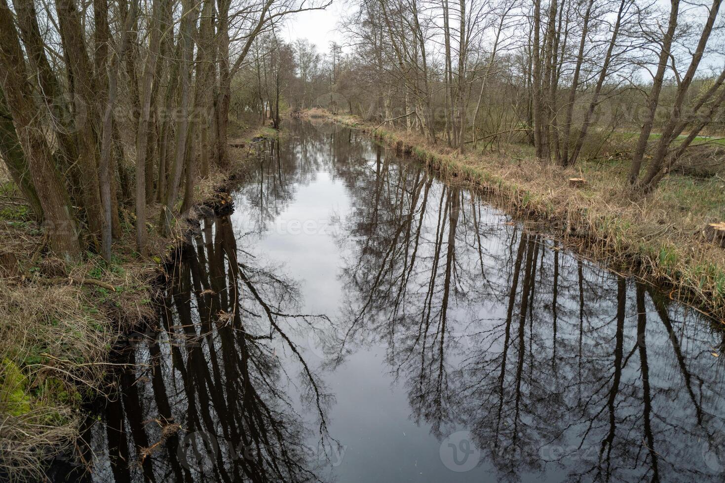 amarrer paysage avec canaux, roseaux et arbustes photo