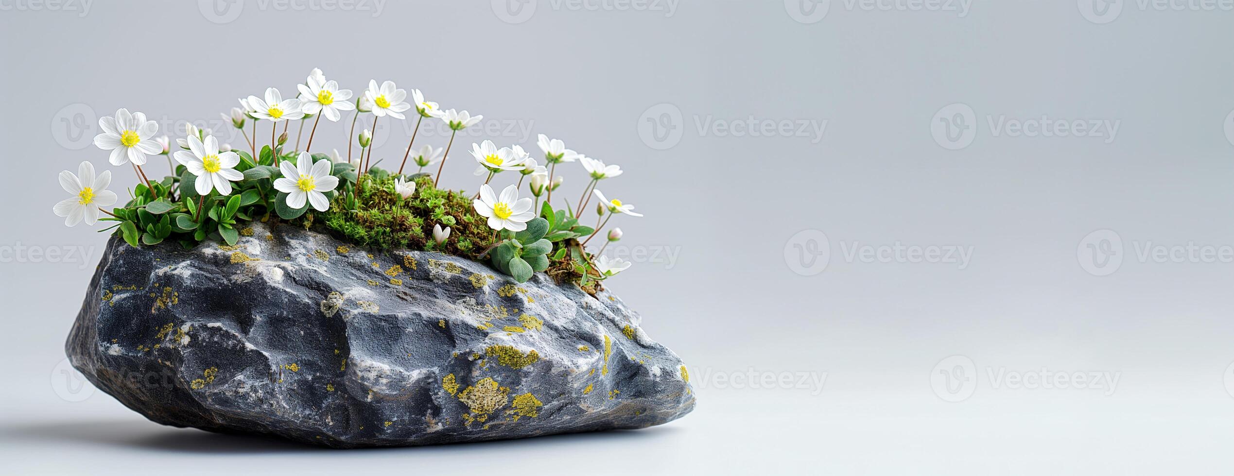 ai généré blanc fleurs grandir de mousse sur une pierre. Naturel encore la vie avec une minimaliste esthétique. copie espace pour texte. photo