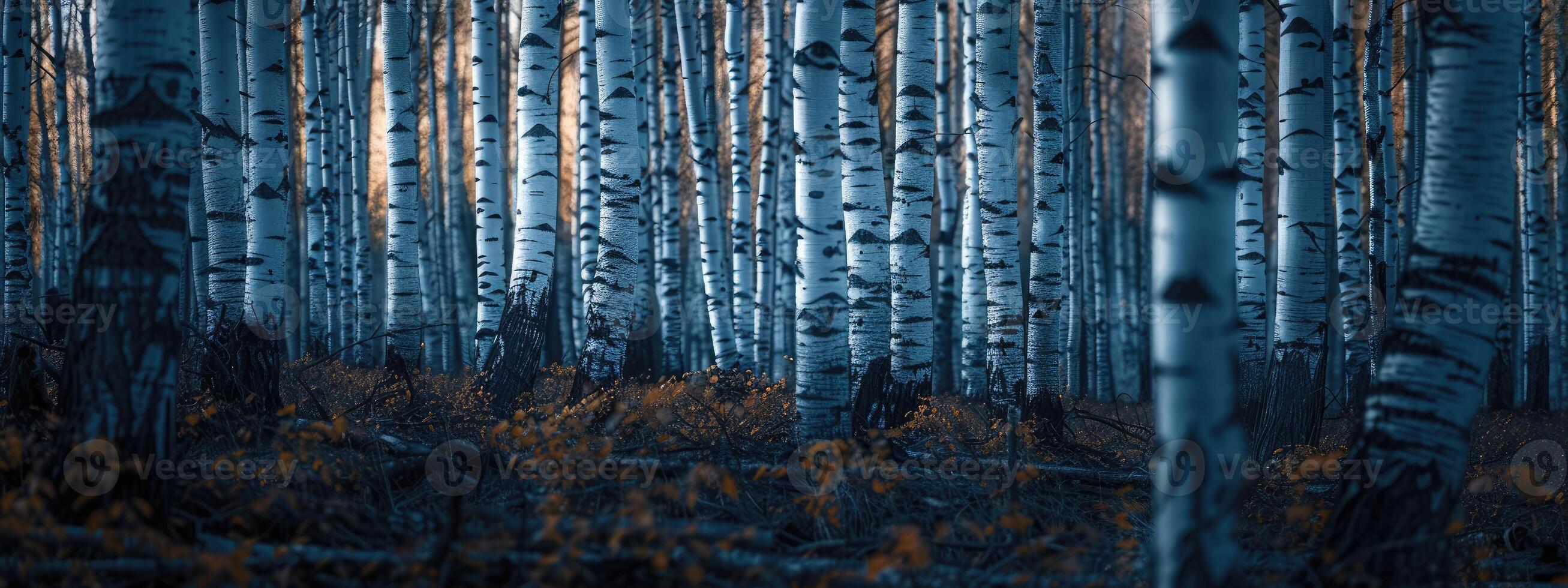 ai généré une relaxant forêt de blanc bouleaux photo