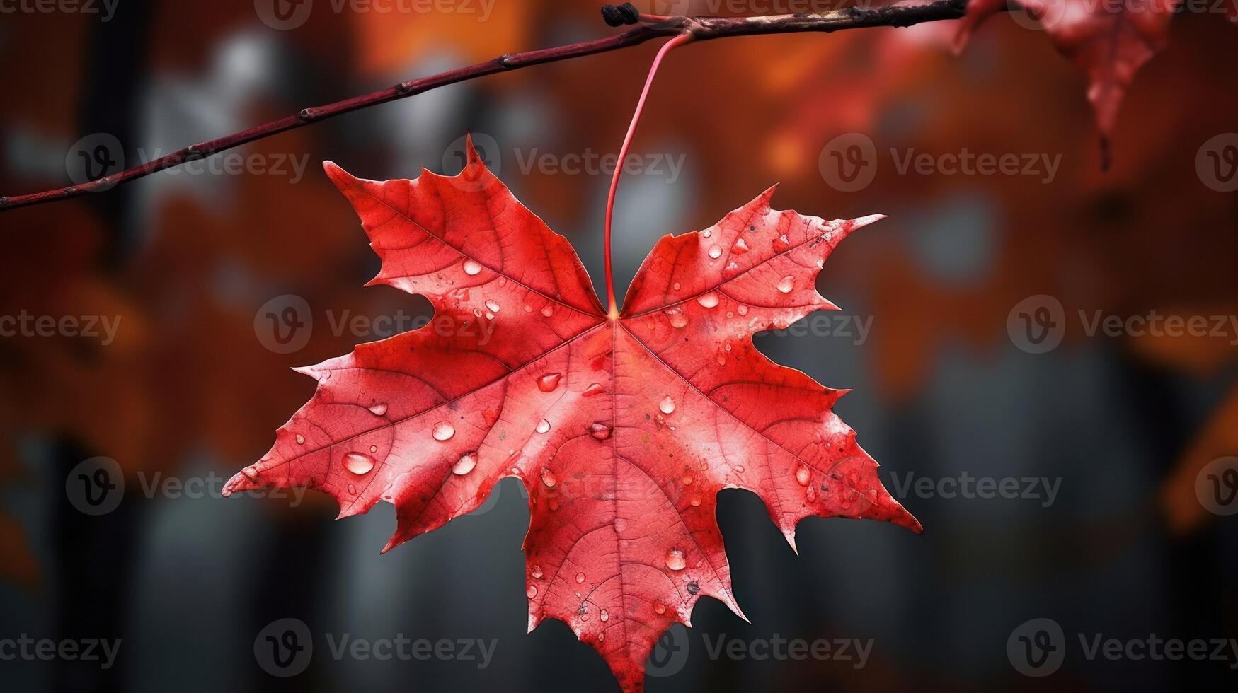 ai généré un vif l'automne coloré érable feuille dans rouge et Jaune couleurs. feuille Couleur sec parc proche illustration forêt l'automne, Naturel saison, Extérieur jardin feuille Couleur sec parc proche photo