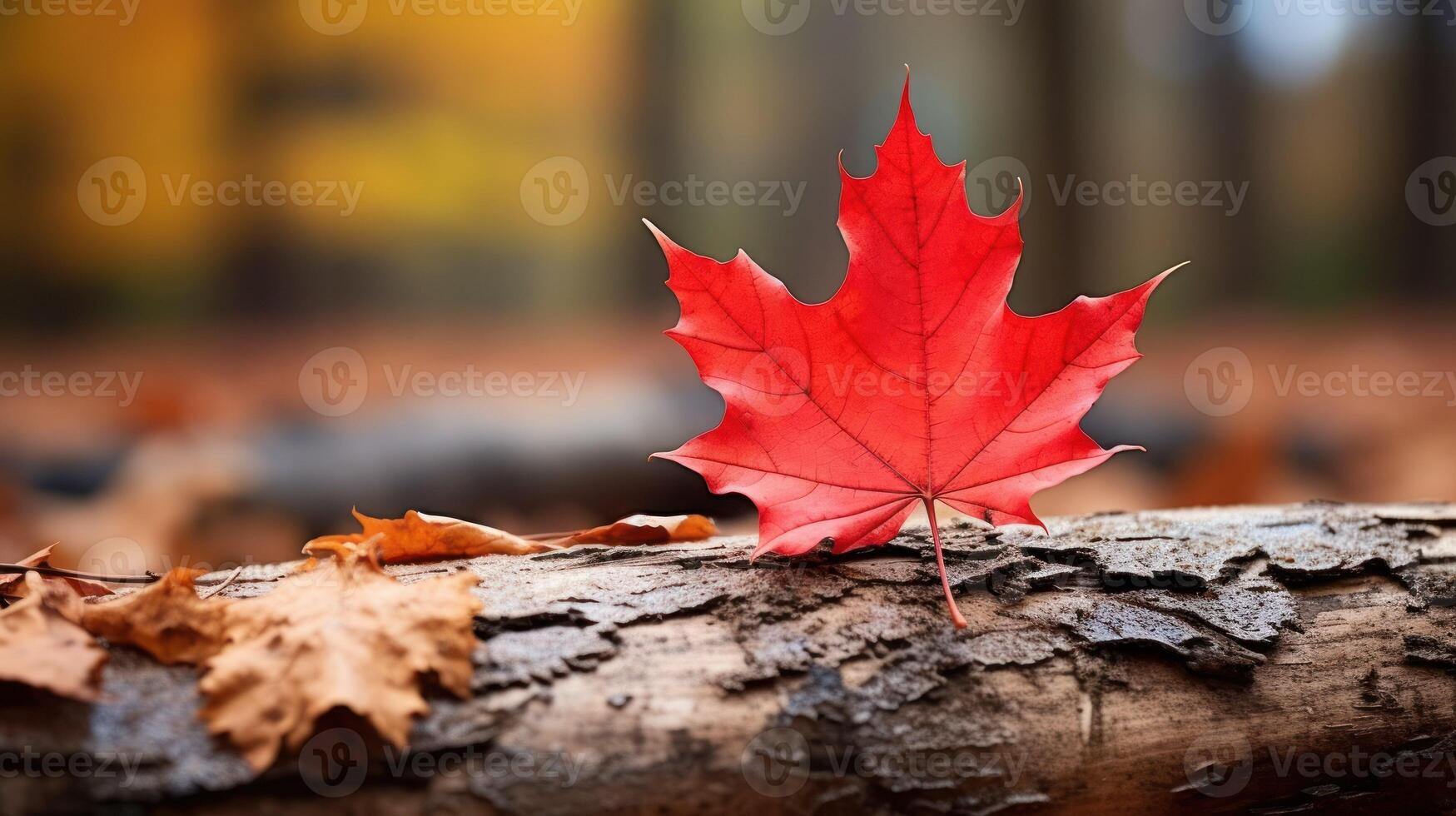 ai généré un vif l'automne coloré érable feuille dans rouge et Jaune couleurs. feuille Couleur sec parc proche illustration forêt l'automne, Naturel saison, Extérieur jardin feuille Couleur sec parc proche photo