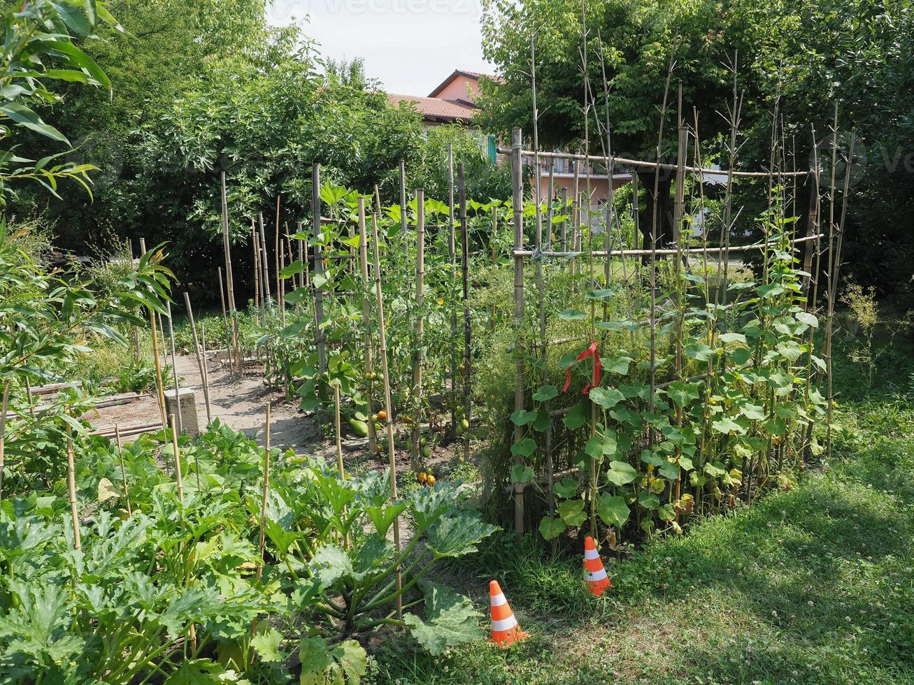 plantes de potager photo