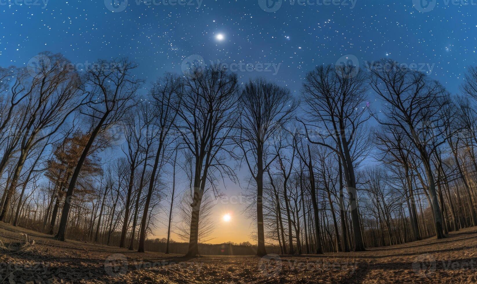 ai généré mystérieux foncé forêt avec étoiles dans le ciel. nuit forêt avec plein lune et étoiles dans le ciel. photo