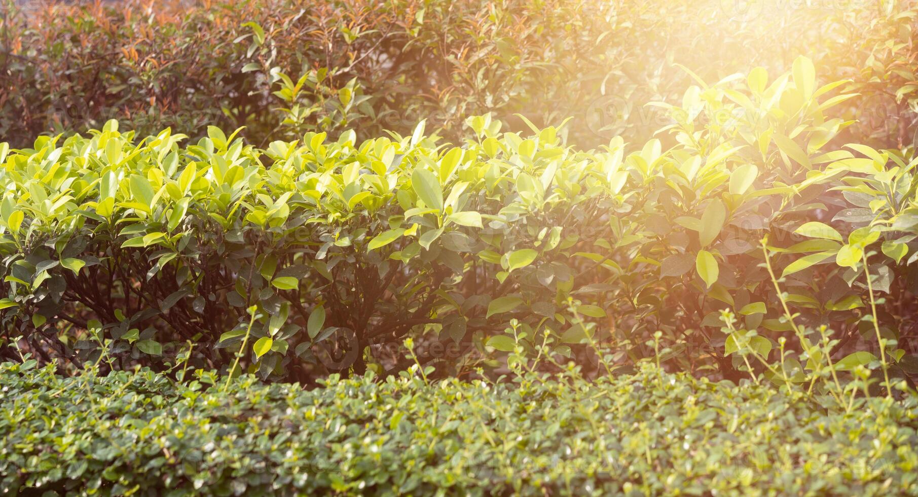 buisson avec Soleil éclater photo