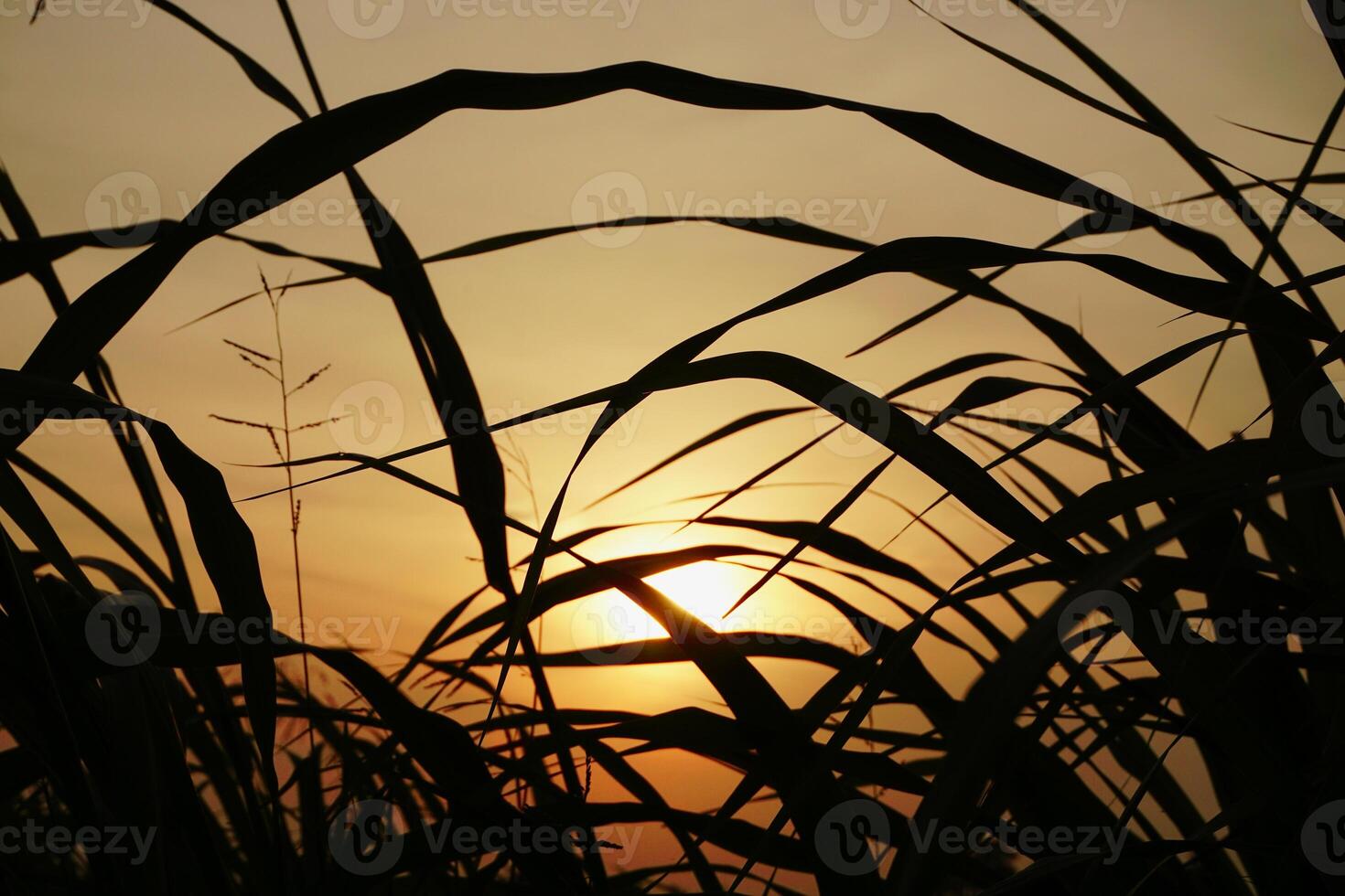 rural atmosphère avec herbe et le coucher du soleil photo