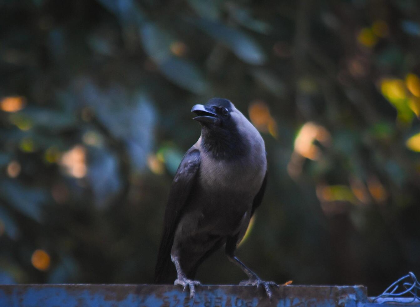 le noir corbeau photo