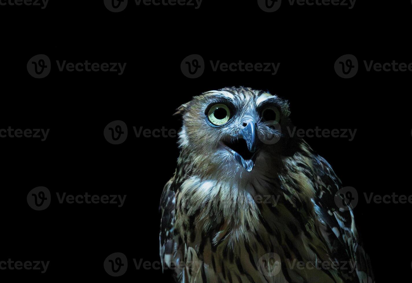 le malais poisson hibou dans le foncé photo