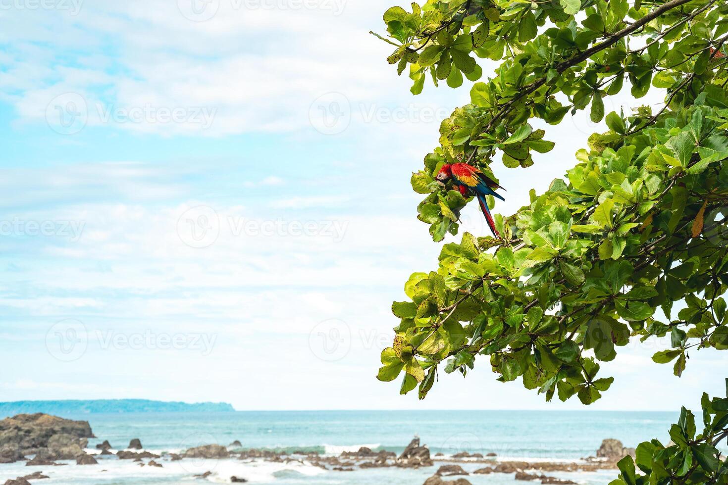 le à ailes vertes ara sur une arbre par le océan photo