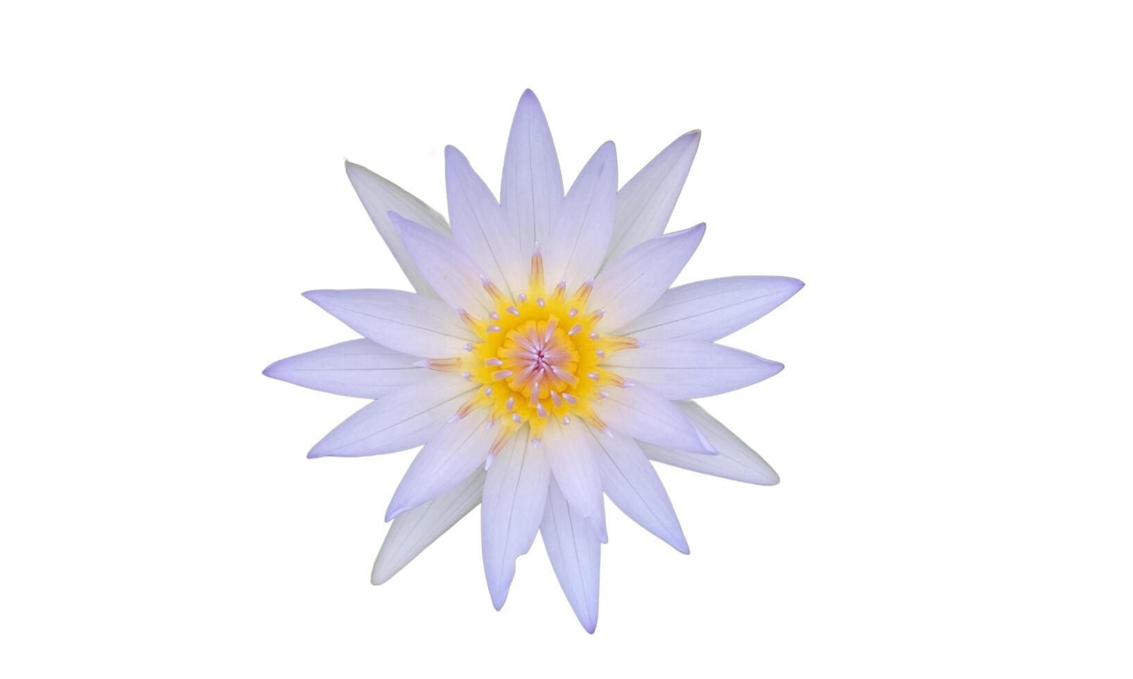 blanc lotus fleur sur une blanc Contexte photo