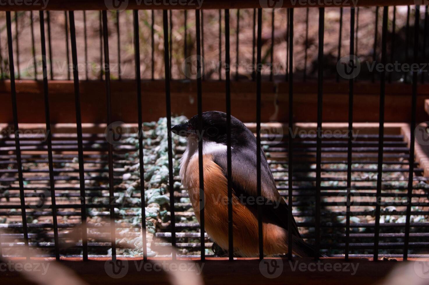 coup sur cendet oiseau ou Lanius schach dans une cage photo