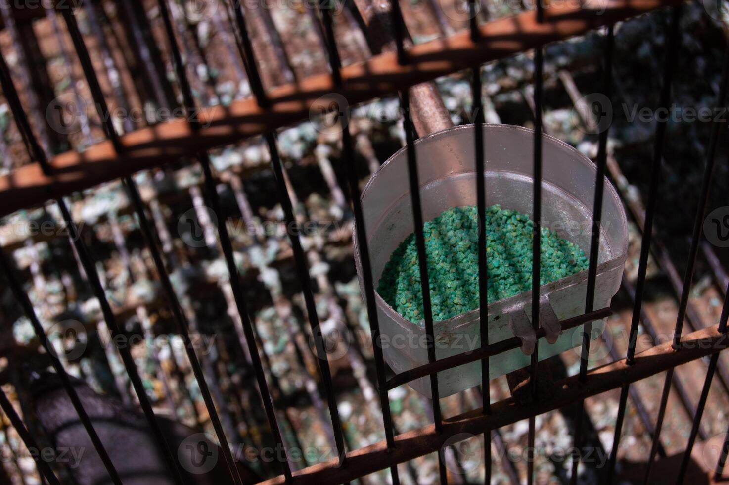 oiseau alimentation dans une récipient dans une cage photo