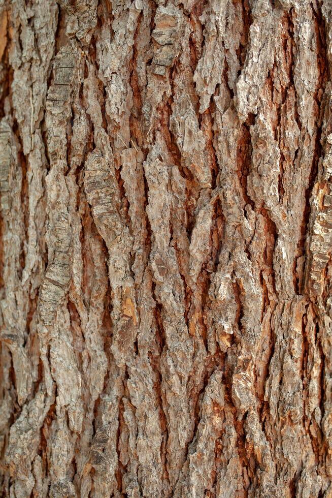 Contexte texture de arbre aboyer. peau le écorce de une arbre cette traces fissuration. photo