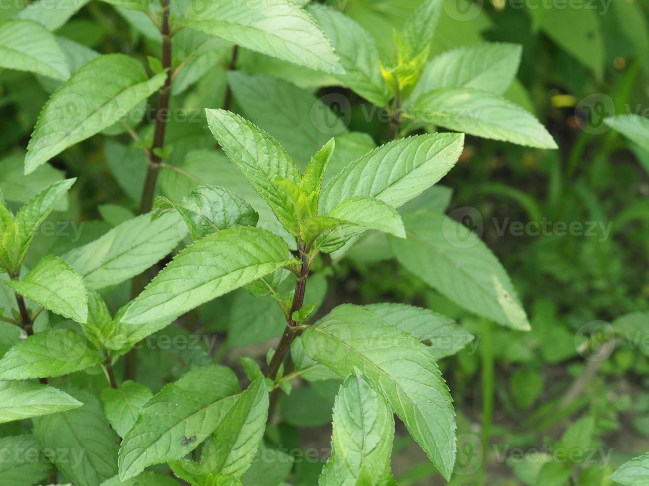 menthe poivrée plante mentha piperita photo