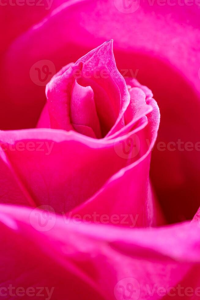 magnifique rose Rose fleur macro photo