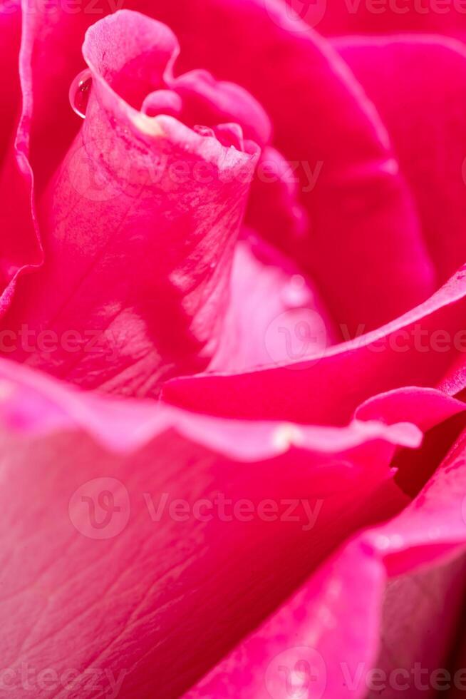 magnifique rose Rose fleur macro photo