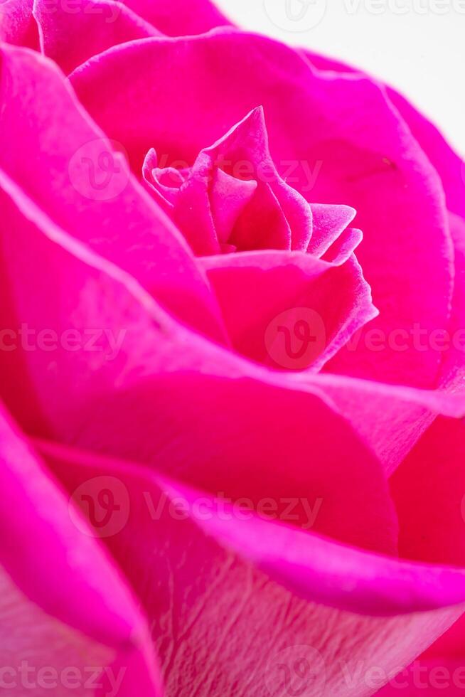 magnifique rose Rose fleur macro photo