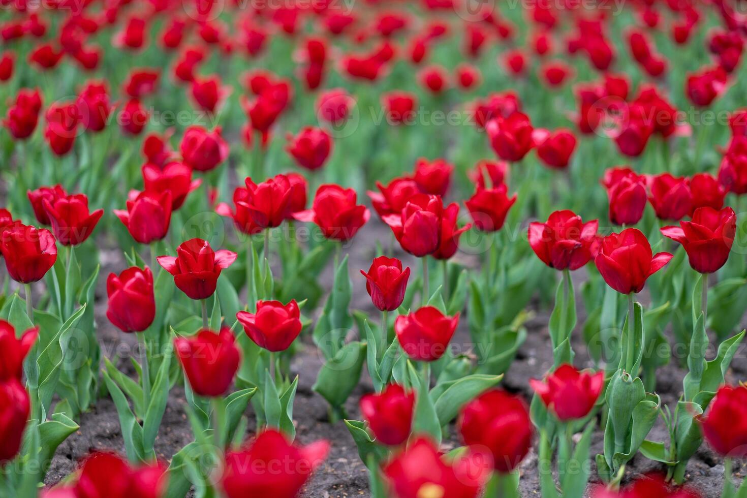 rouge tulipe fleurs Contexte Extérieur photo