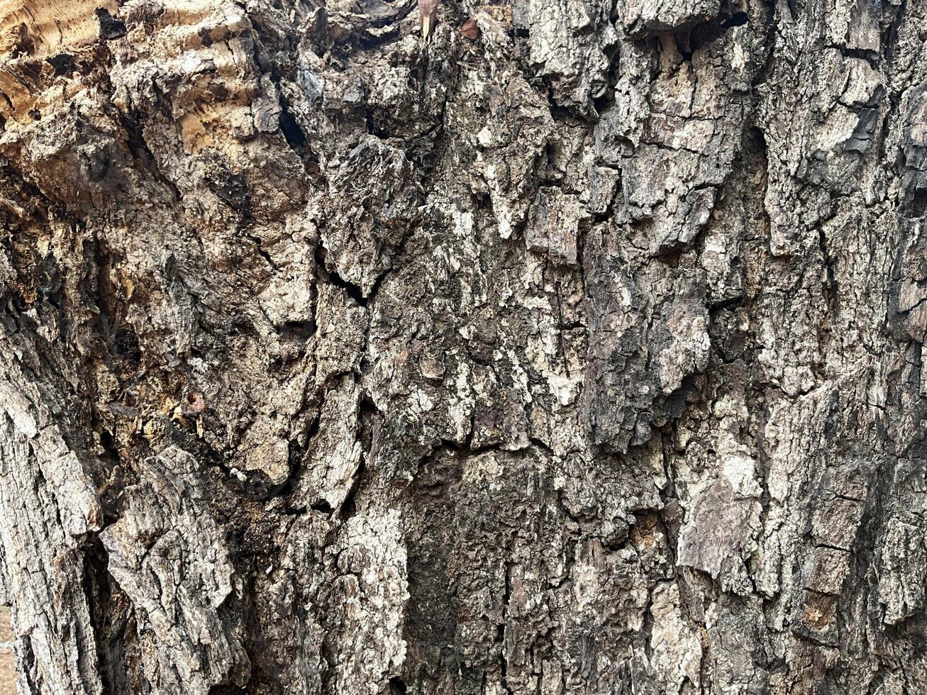 écorce de arbre texture. abstrait Contexte et texture écorce de arbre dans le forêt Naturel Contexte et texture pour conception. photo