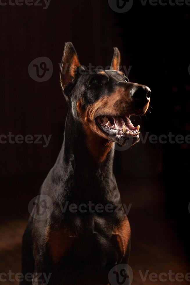 fermer marrant portrait de doberman chien avec gros nez regard dans caméra dans caméra sur isolé noir Contexte photo