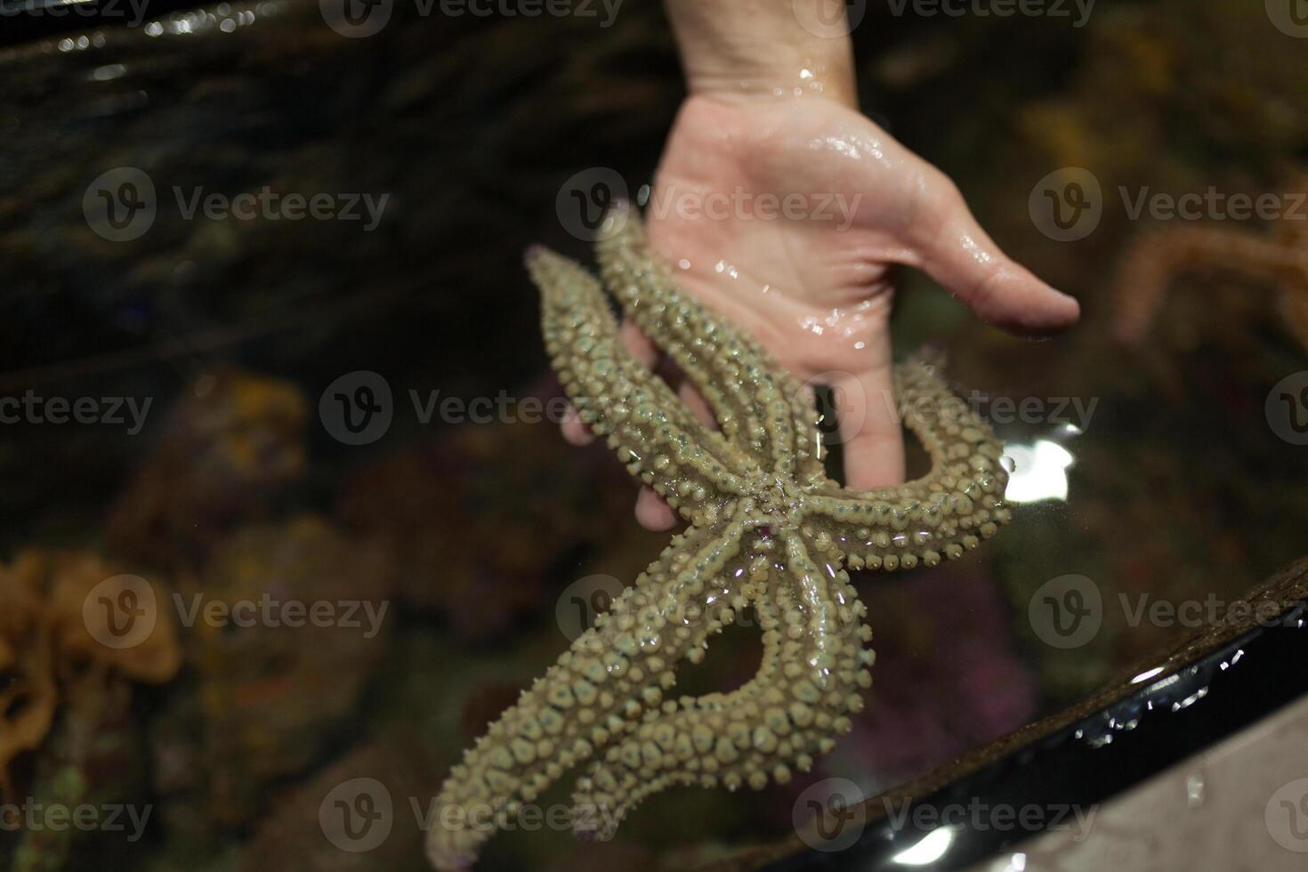vivre étoile de mer dans main. élément de formation les enfants dans le aquarium photo