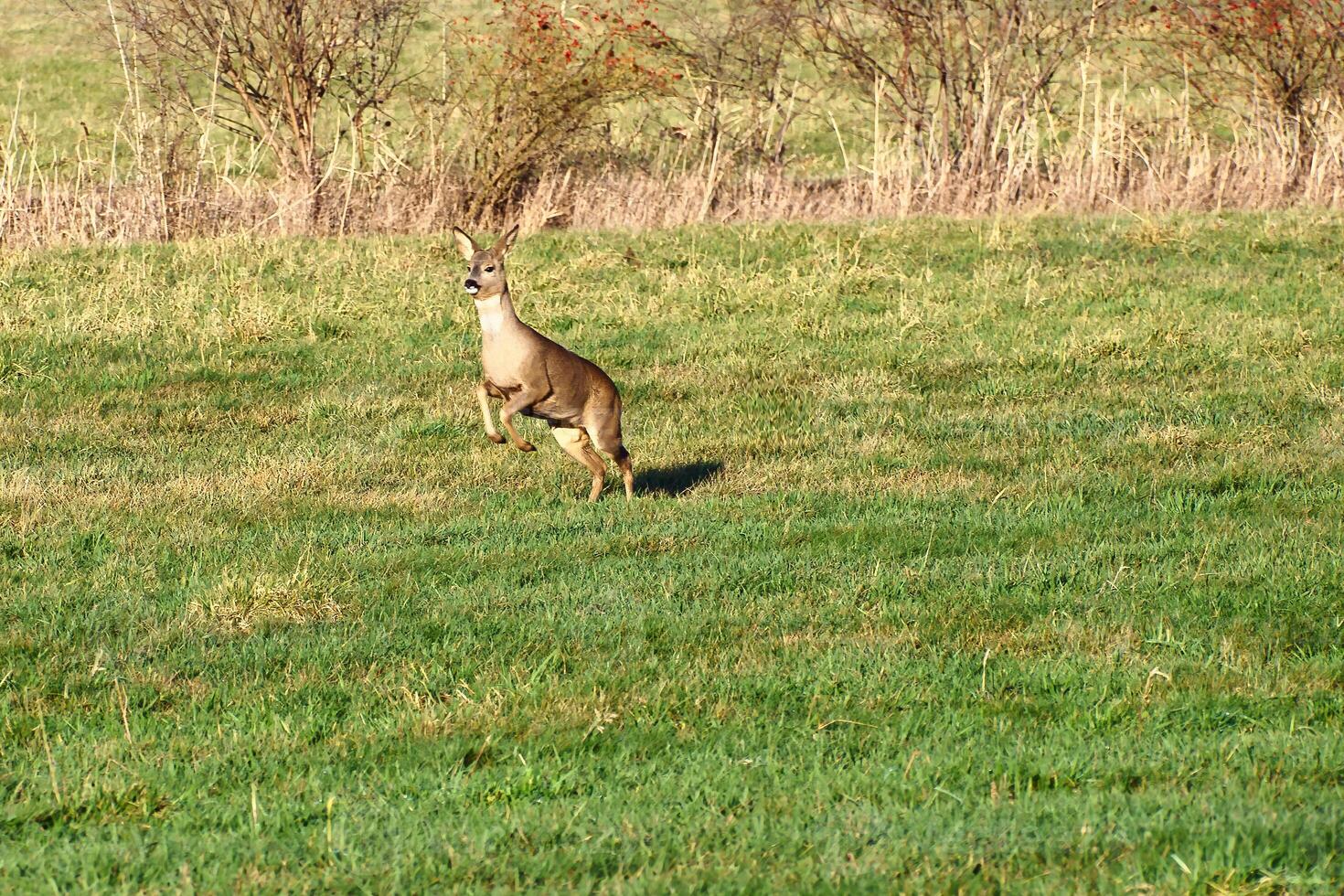 cerf sur le courir dans une prairie. sauter plus de le vert herbe. animal photo