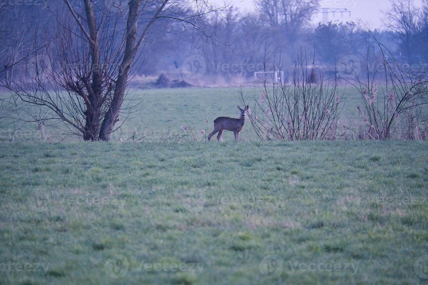 cerf sur une prairie, alerte et alimentation dans le Matin heures. caché parmi le des buissons photo