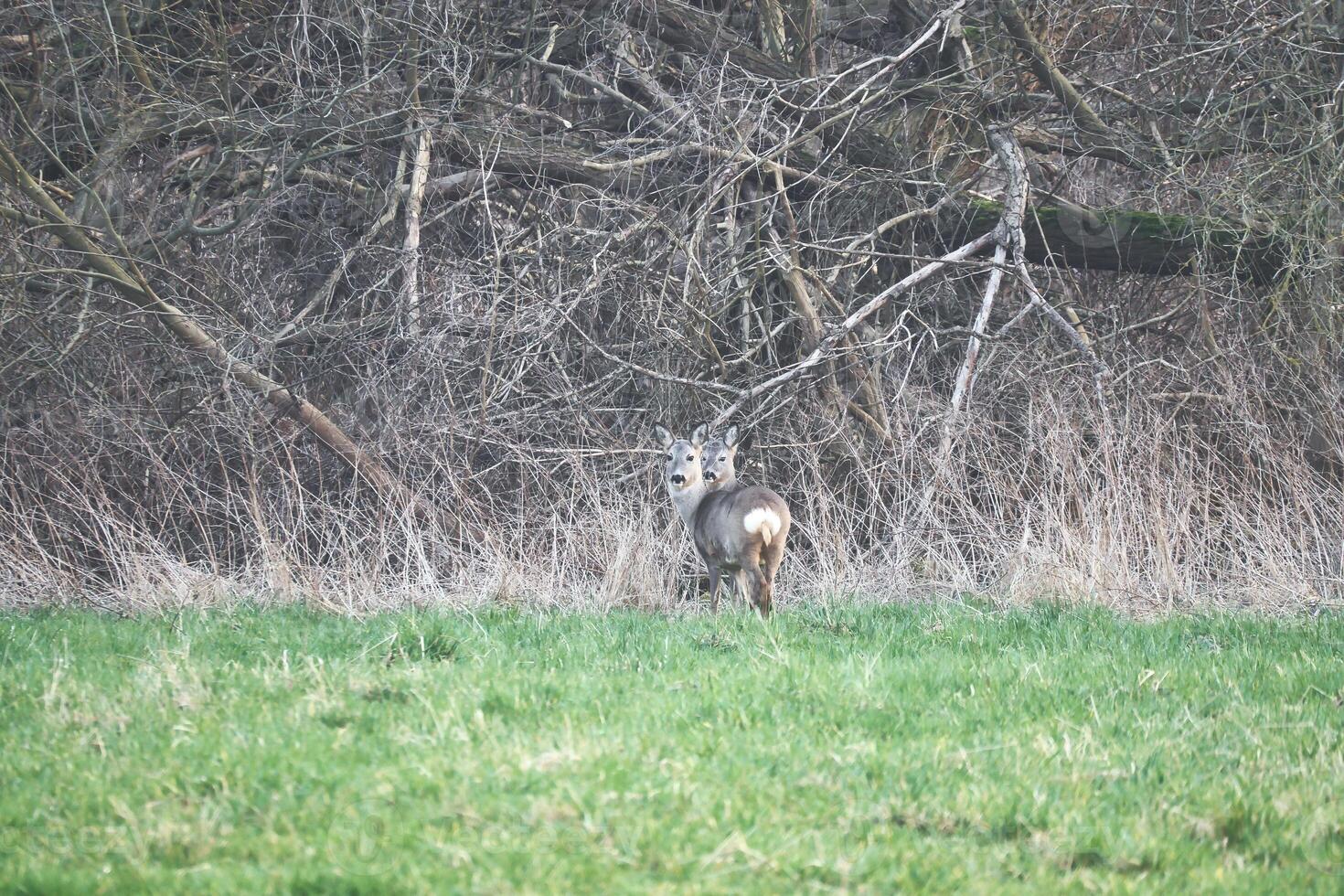 cerf sur une prairie, attentif et alimentation. caché parmi le des buissons. animal photo