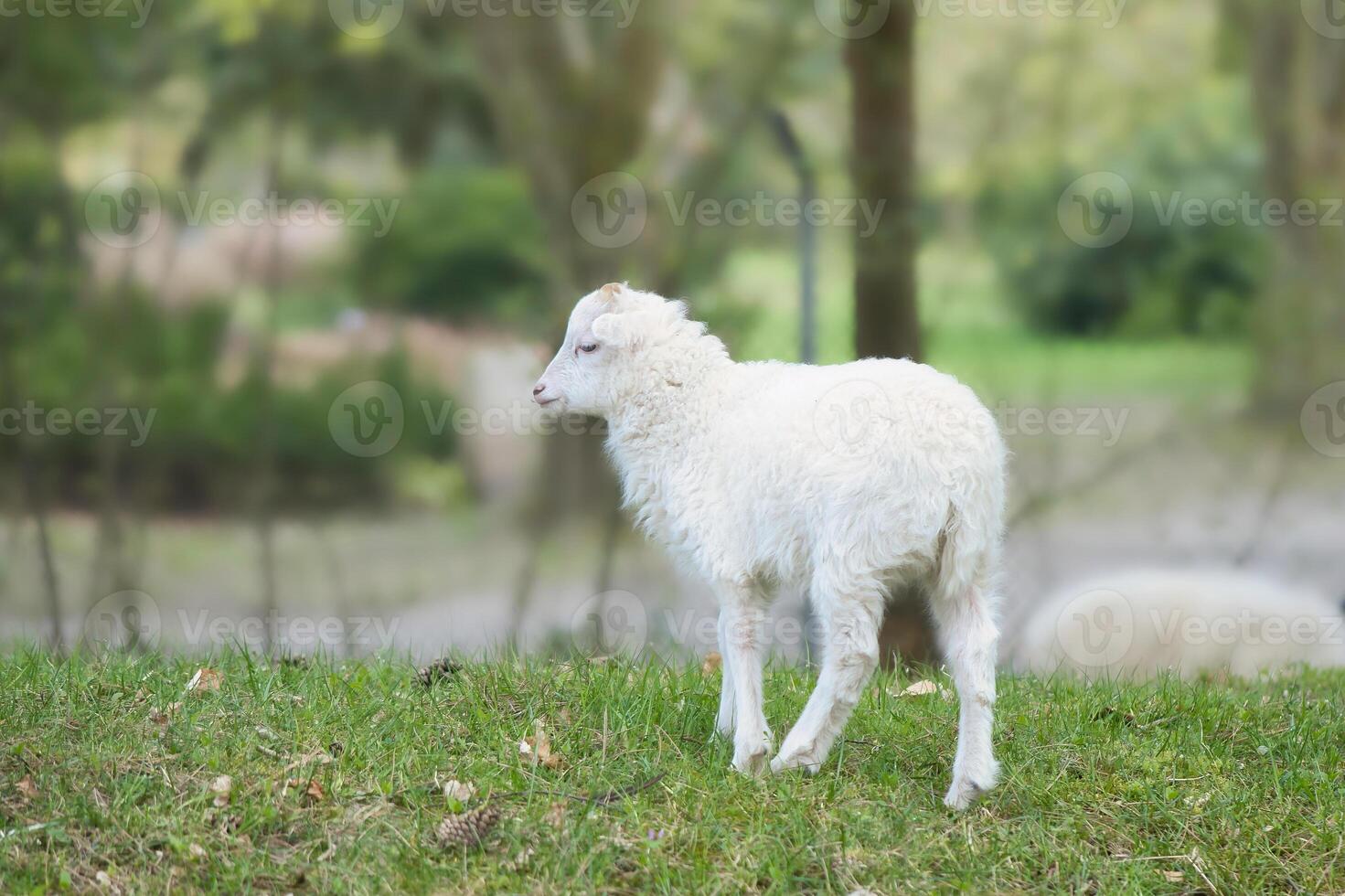 Pâques agneau permanent sur une vert prairie. blanc la laine sur une ferme animal sur une ferme photo