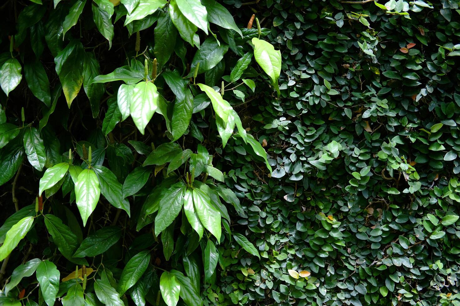 Frais vert les plantes léche-botte et lierre couverture sur le mur Contexte photo