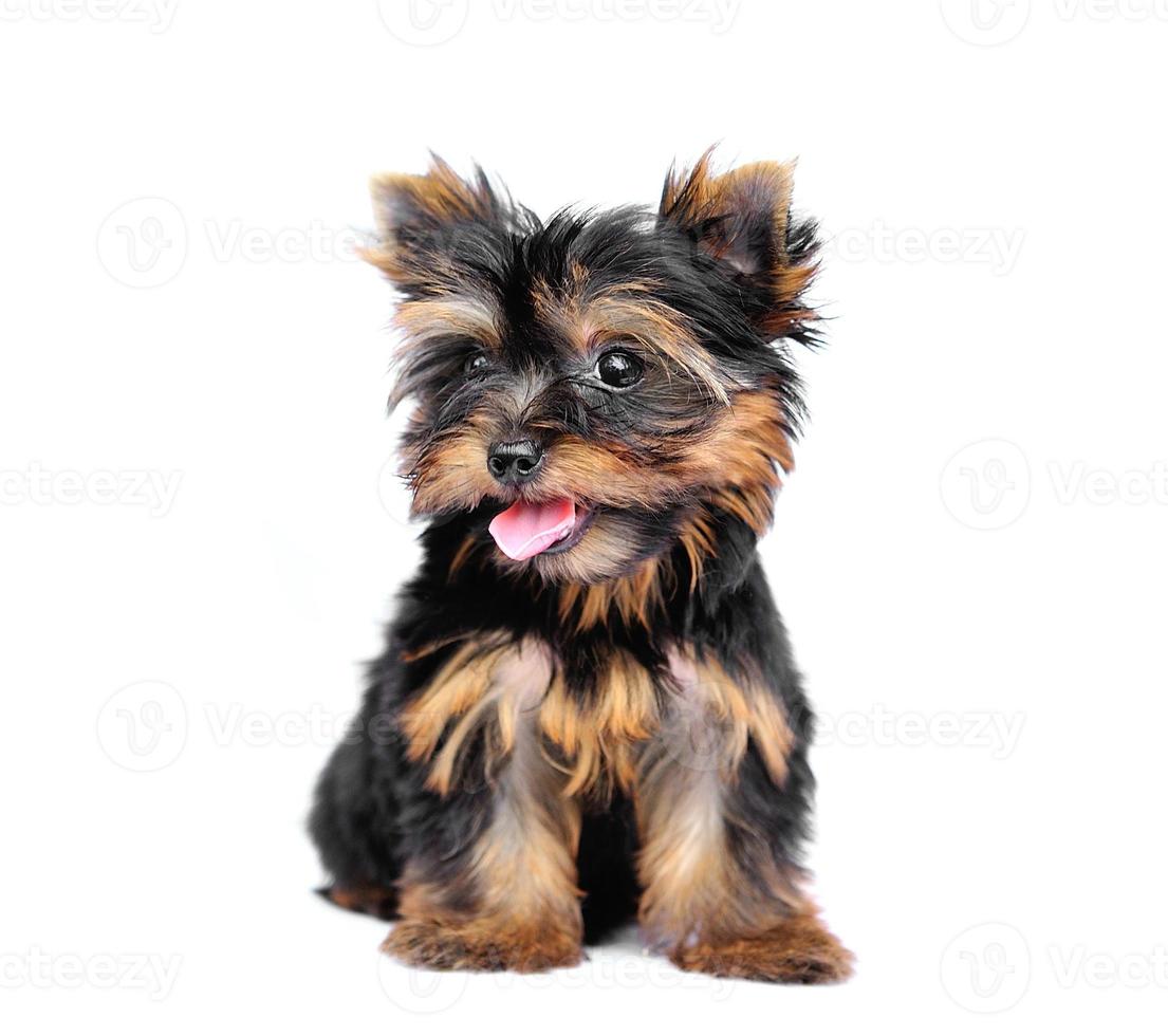 yorkshire terrier devant un fond blanc photo