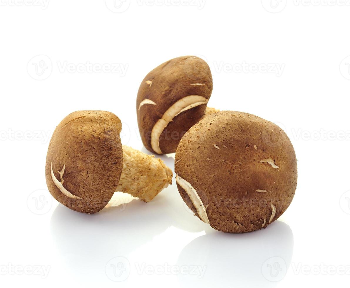 champignons shiitake sur blanc photo