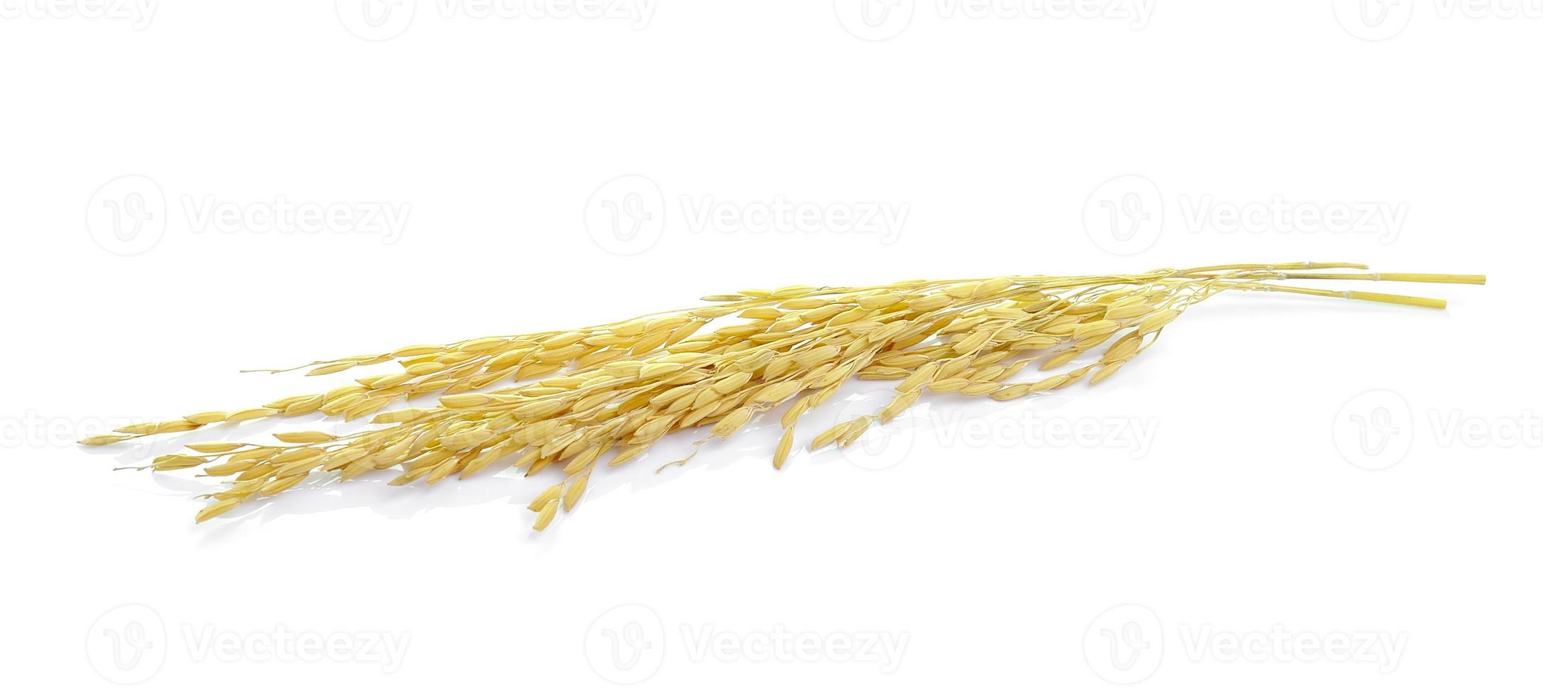 riz paddy au jasmin sur fond blanc photo