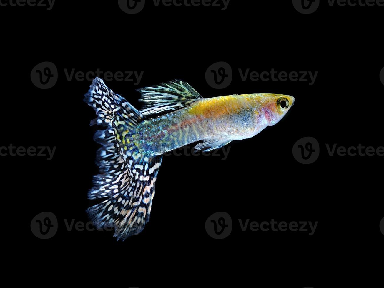 guppy pet fish natation isolé sur noir photo
