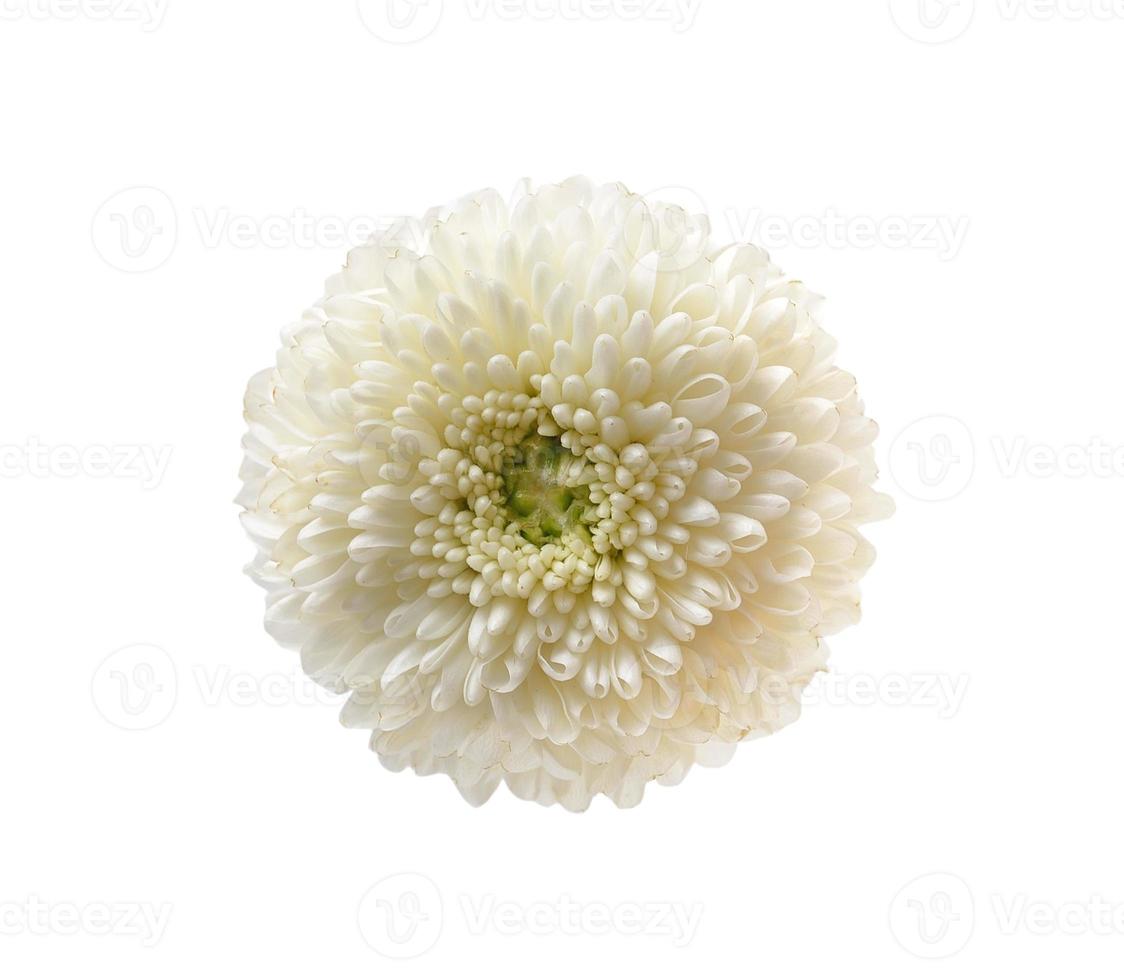 fleur de chrysanthème sur fond blanc photo