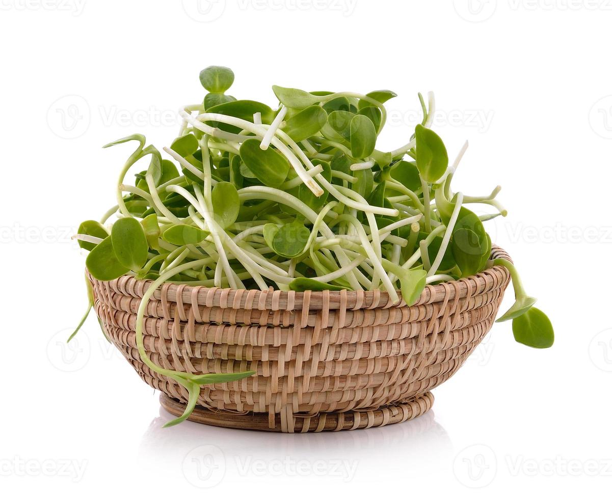 Jeune tournesol dans le panier sur fond blanc photo